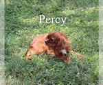 Image preview for Ad Listing. Nickname: Percy