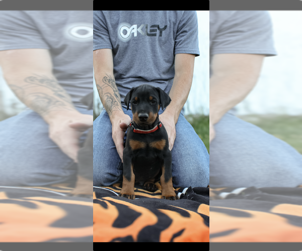 Medium Photo #8 Doberman Pinscher Puppy For Sale in FRANKLIN, PA, USA