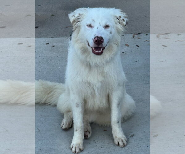 Medium Photo #2 Australian Shepherd-Unknown Mix Puppy For Sale in Newport Beach, CA, USA