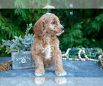 Small #2 Cavapoo (Miniature)