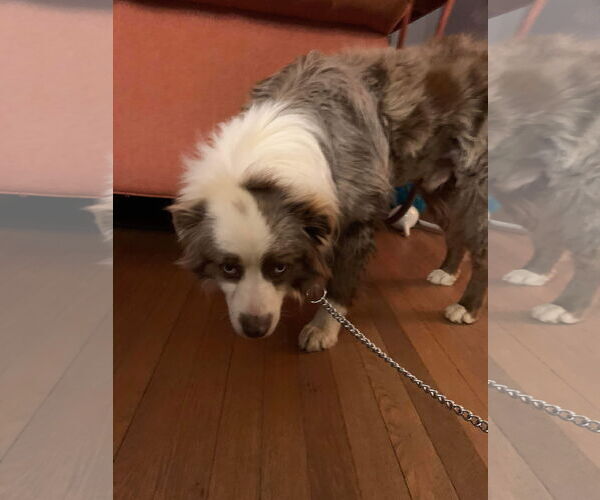 Medium Photo #5 Australian Shepherd Puppy For Sale in Rustburg, VA, USA