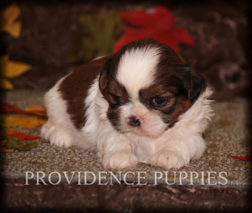 Medium Photo #7 Shih Tzu Puppy For Sale in COPPOCK, IA, USA
