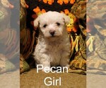 Puppy Pecan Pie Poodle (Toy)-Schnoodle (Miniature) Mix