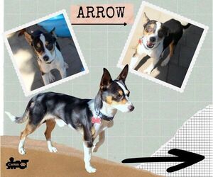 Rat Terrier-Unknown Mix Dogs for adoption in Lindsay, CA, USA