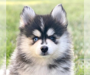 Pomsky Puppy for sale in OFALLON, MO, USA