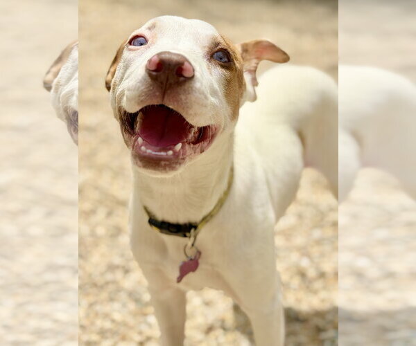 Medium Photo #3 Catahoula Leopard Dog-Unknown Mix Puppy For Sale in West Cornwall, CT, USA