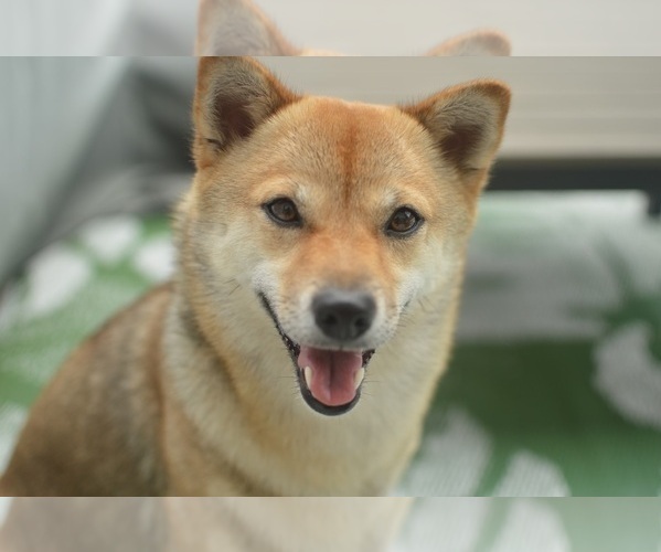 Medium Photo #1 Shiba Inu Puppy For Sale in LAGUNA NIGUEL, CA, USA