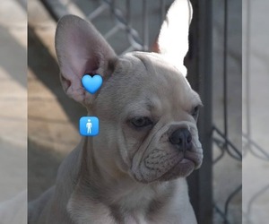 French Bulldog Puppy for sale in Budapest, Budapest, Hungary