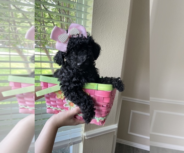 Medium Photo #4 Poodle (Miniature) Puppy For Sale in PLANO, TX, USA