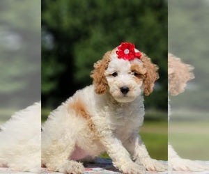 Goldendoodle Puppy for sale in KISSIMMEE, FL, USA