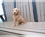 Puppy Maci Goldendoodle