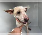 Small American Pit Bull Terrier Mix