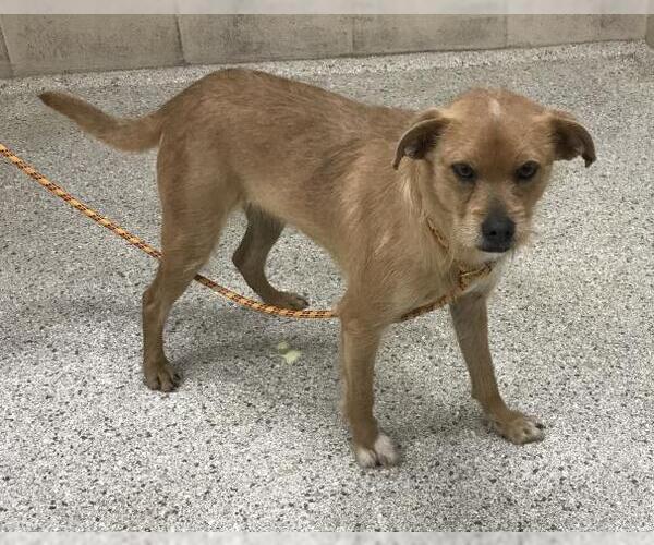 Medium Photo #1 Border Terrier-Unknown Mix Puppy For Sale in Conroe, TX, USA