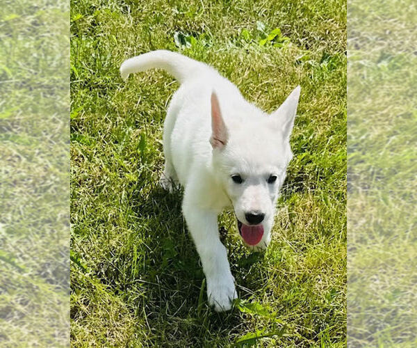 Medium Photo #3 German Shepherd Dog Puppy For Sale in CARDINGTON, OH, USA