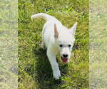 Small #2 German Shepherd Dog