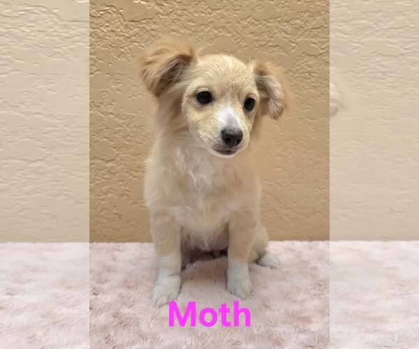 Medium Photo #2 Chiranian Puppy For Sale in Modesto, CA, USA
