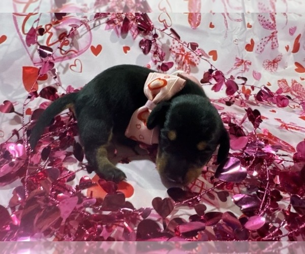 Medium Photo #5 Dachshund Puppy For Sale in BOLIVAR, MO, USA