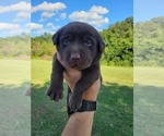 Small #2 Labrador Retriever