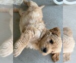 Small #5 Labradoodle