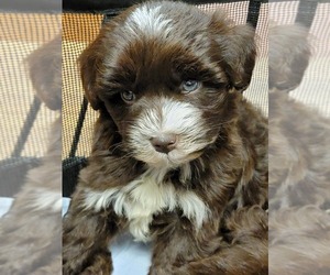 Schnauzer (Miniature) Puppy for sale in HATTIESBURG, MS, USA