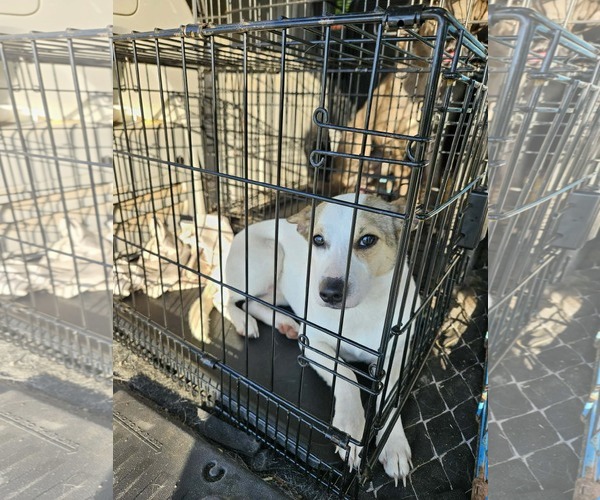 Medium Photo #6 Rat Terrier-Shiba Inu Mix Puppy For Sale in Wakefield, RI, USA