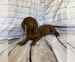 Small Photo #4 Dachshund Puppy For Sale in STELLA, MO, USA