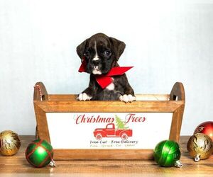 Boxer Puppy for sale in CLEVELAND, TX, USA