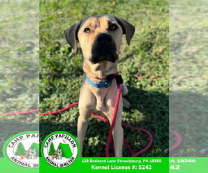 Toby - Male Mutt Dog for Adoption - Photo #6