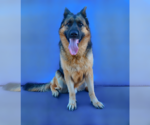 Small #1 German Shepherd Dog