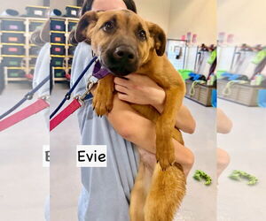 Black Mouth Cur-Unknown Mix Dogs for adoption in GILBERTS, IL, USA
