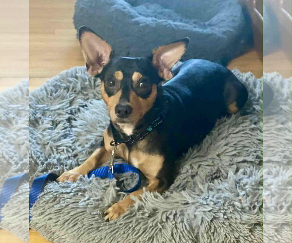 Medium Photo #10 Chiweenie Puppy For Sale in Princeton, MN, USA