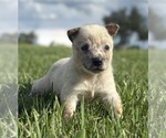 Small #2 Australian Cattle Dog