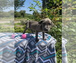 Small #2 Labrador Retriever Mix