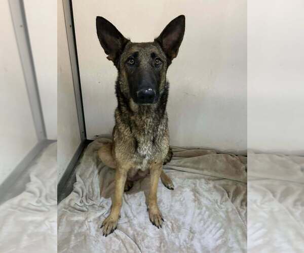 Medium Photo #4 Mutt Puppy For Sale in Imlay City, MI, USA