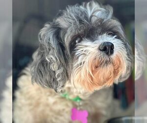 Shih Tzu-Unknown Mix Dogs for adoption in Spring Lake, NC, USA