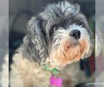 Small Shih Tzu Mix