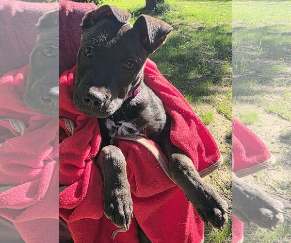 Medium Photo #2 American Pit Bull Terrier-Unknown Mix Puppy For Sale in Clarkston, MI, USA