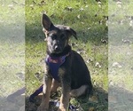Small Photo #60 German Shepherd Dog Puppy For Sale in WINONA, MN, USA