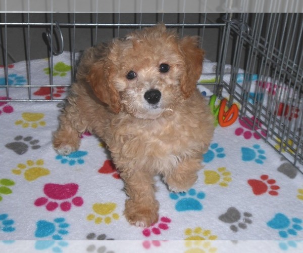 Medium Photo #1 Poochon Puppy For Sale in ORO VALLEY, AZ, USA