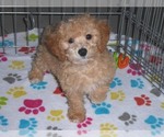 Small Photo #1 Poochon Puppy For Sale in ORO VALLEY, AZ, USA