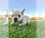Small #3 French Bulldog