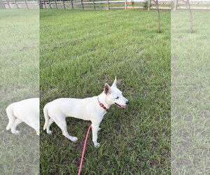 Luna Bean - Female Labrador Retriever-Unknown Mix Dog for Adoption - Photo #4