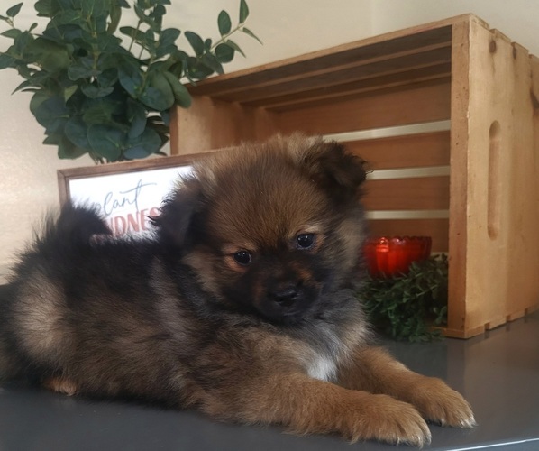 Medium Photo #4 Pomeranian Puppy For Sale in ORRVILLE, OH, USA