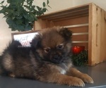Small #3 Pomeranian
