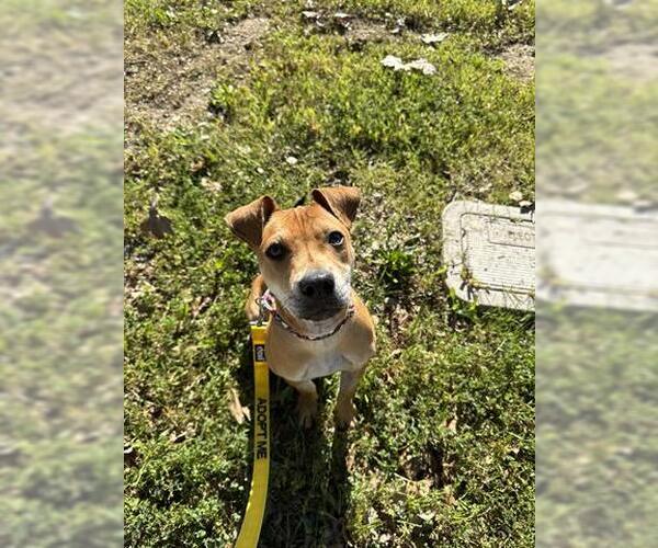 Medium Photo #1 Mutt Puppy For Sale in San Martin, CA, USA