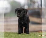 Small #2 Labrador Retriever Mix