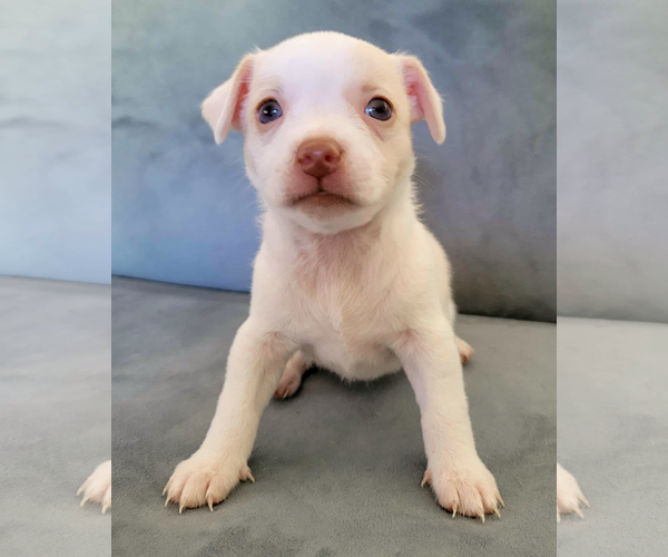 Medium Photo #5 Chihuahua-Unknown Mix Puppy For Sale in Corona, CA, USA