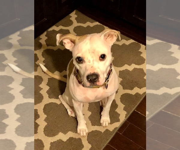 Medium Photo #11 American Pit Bull Terrier-Unknown Mix Puppy For Sale in Germantown, OH, USA