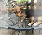 Small #2 Dachshund