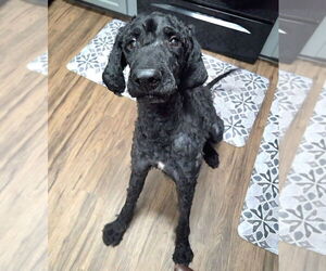 Labrador Retriever-Unknown Mix Dogs for adoption in Salt Lake City, UT, USA